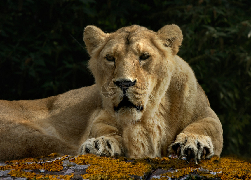 狮子狮座动物女性哺乳动物野生动物图片