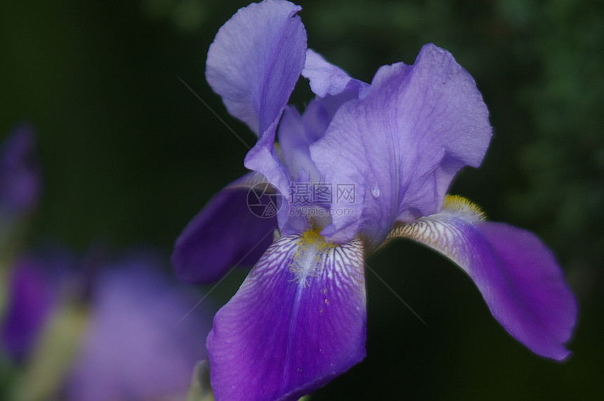 花朵蜜蜂天空植物太阳树叶背景向日葵花园花瓣黄色图片