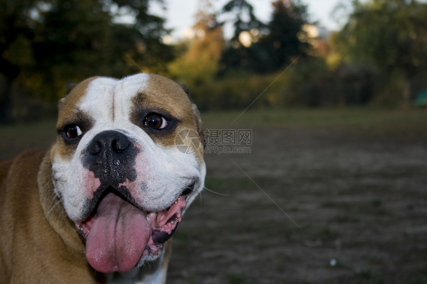 英语斗牛犬犬类宠物眼睛英语良种脾气拳击手斗牛犬生物哺乳动物图片