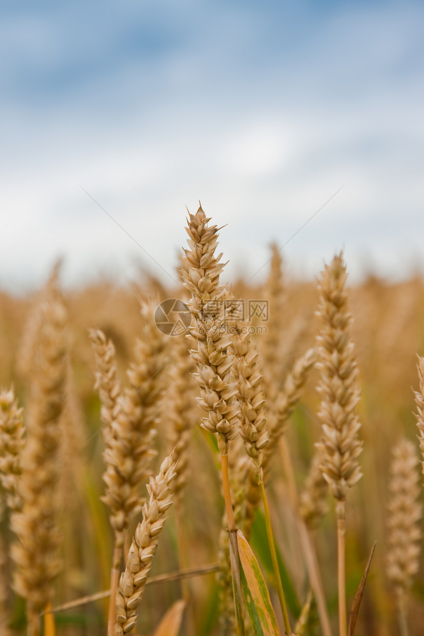 小麦田种子麸质植物群生物耳朵玉米烘烤农村食物面包图片