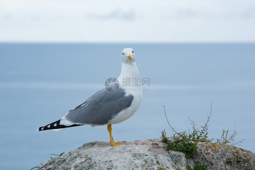 海鸥翅膀天空传单农村野生动物飞行羽毛蓝色海岸岩石图片