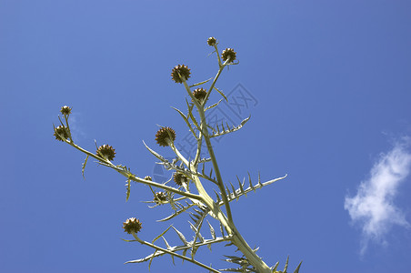 圆心袋多刺植物群天空尖刺菜豆植物蓝色绿色花朵杂草背景图片