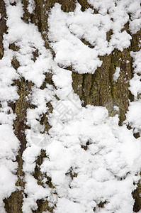 在树干上下雪橡木背景图片