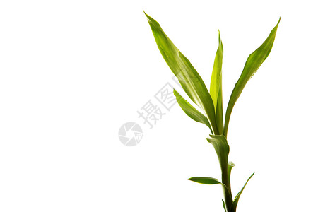 竹子植物场景叶子绿色背景图片