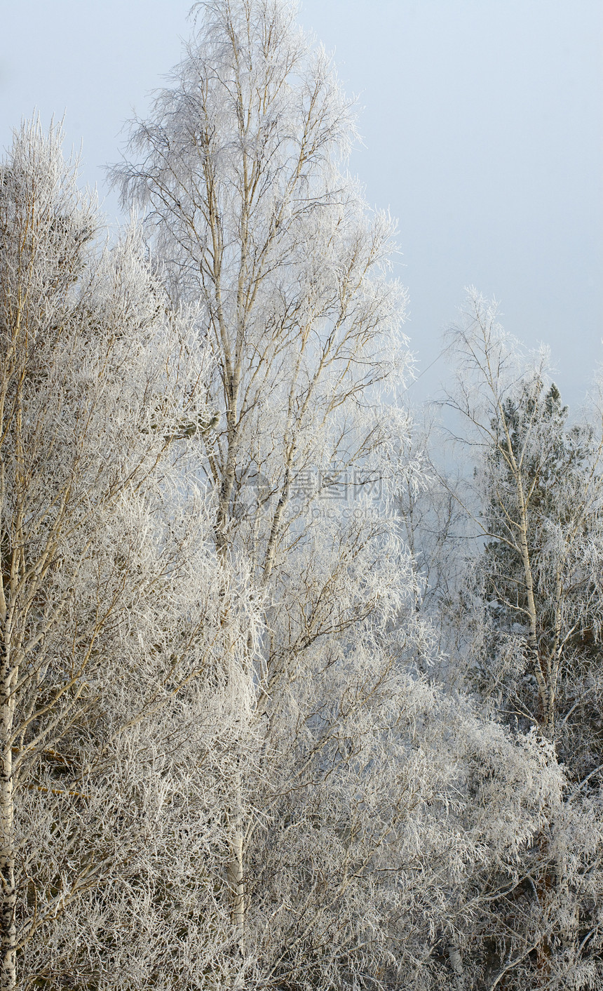 冬季风景松树森林季节图片