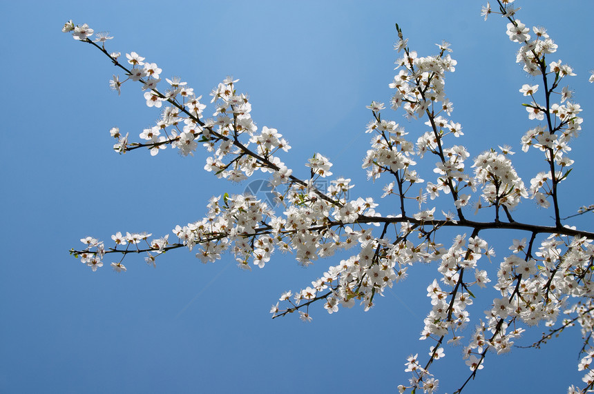 开花树园艺白色水果植物学阳光天空枝条人生季节生长图片