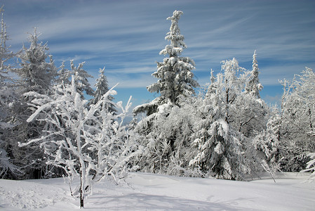 冷霜白雪树滑雪积雪季节性季节白色枞树背景
