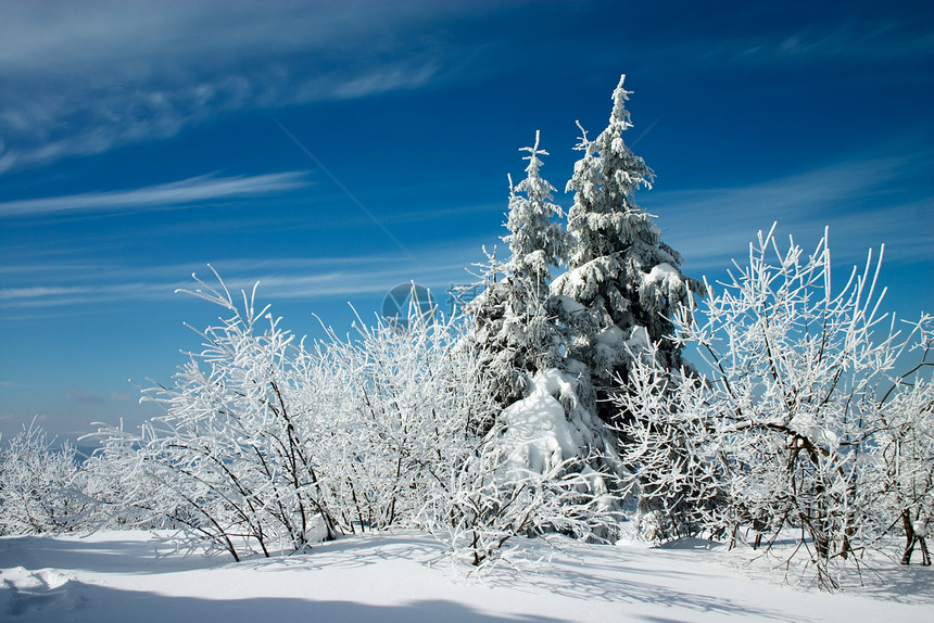 冬天的雪树覆盖着寒冬白色天空蓝色季节灌木衬套冻结森林云杉天气图片