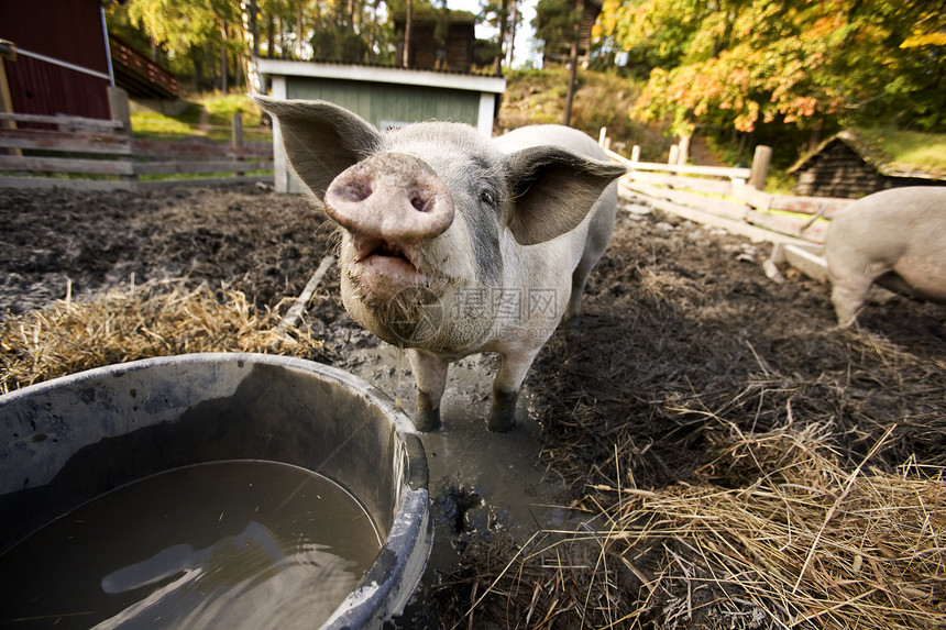 好奇猪耳朵公猪鼻子猪肉好奇心动物家畜粉色小猪口渴图片