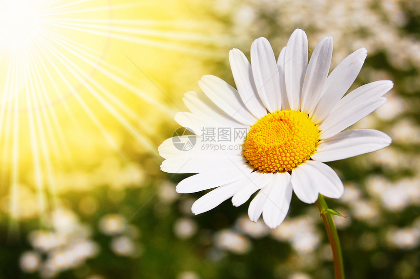 夏季田地上的菊花日光甘菊横梁草地花园植物群阳光环境晴天植物图片