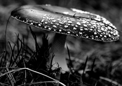 魔术蘑菇毒蝇伞菌仙境侏儒背景图片