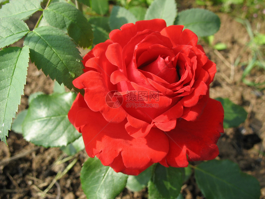 花园中的红玫瑰玫瑰植物红色图片