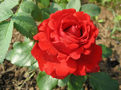花园中的红玫瑰玫瑰植物红色背景图片