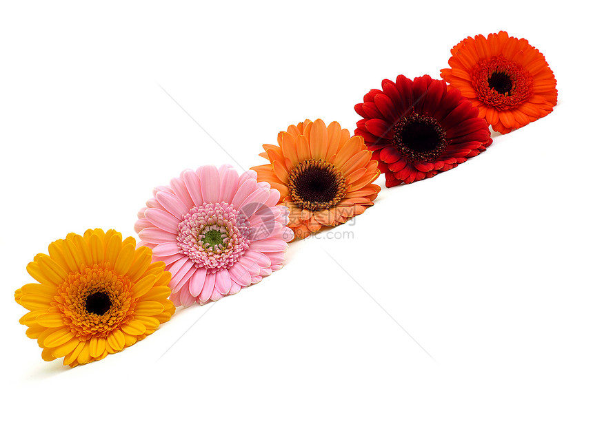 色彩多彩的Gerber代谢园艺美丽雏菊橙子植物格柏宏观植物学花粉展示图片