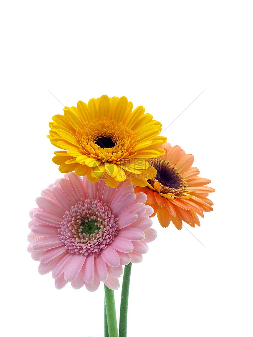 格柏花植物学美丽格柏雏菊植物群展示花粉园艺宏观橙子图片