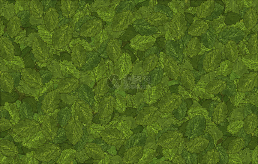 绿叶背景背景森林季节性静脉植物树叶树木墙纸叶子季节绿色图片