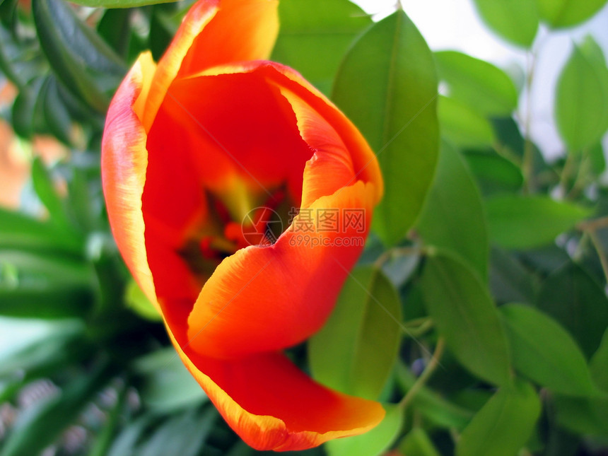 郁金tullip植物礼物橙子郁金香花瓣红色黄色绿色花束图片