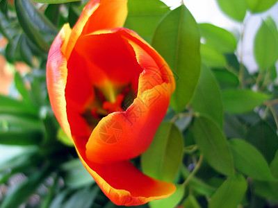 郁金tullip植物礼物橙子郁金香花瓣红色黄色绿色花束背景图片