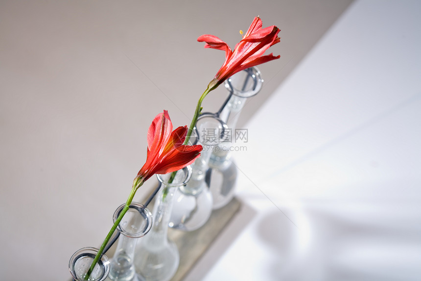 红花植物群花瓶压痛图片