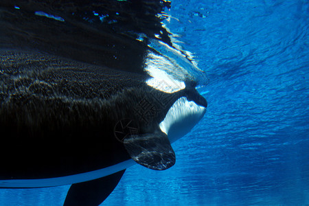 海洋动物虎鲸虎鲸在水下的图像背景