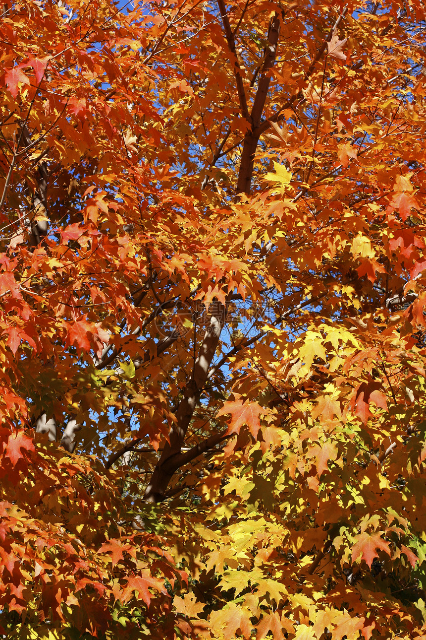 秋季颜色植物红色阳光树木叶子橙子枫树晴天季节性季节图片