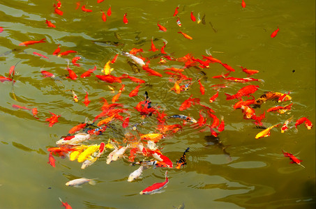 金金鱼金鱼缸观赏鱼水族馆鲫鱼背景图片