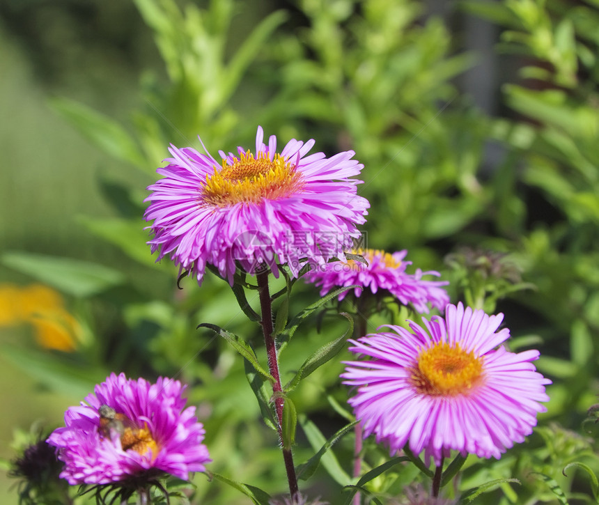 花朵花园花瓣雏菊园艺植物群粉色绿色紫色阳光黄色图片