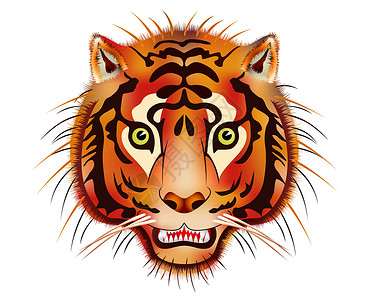 老虎头动物眼睛牙齿猛兽条纹哺乳动物捕食者插图力量荒野背景图片