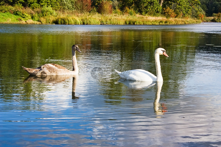 年幼的天鹅父母团体场景游泳动物母亲池塘蓝色野鸟羽毛图片
