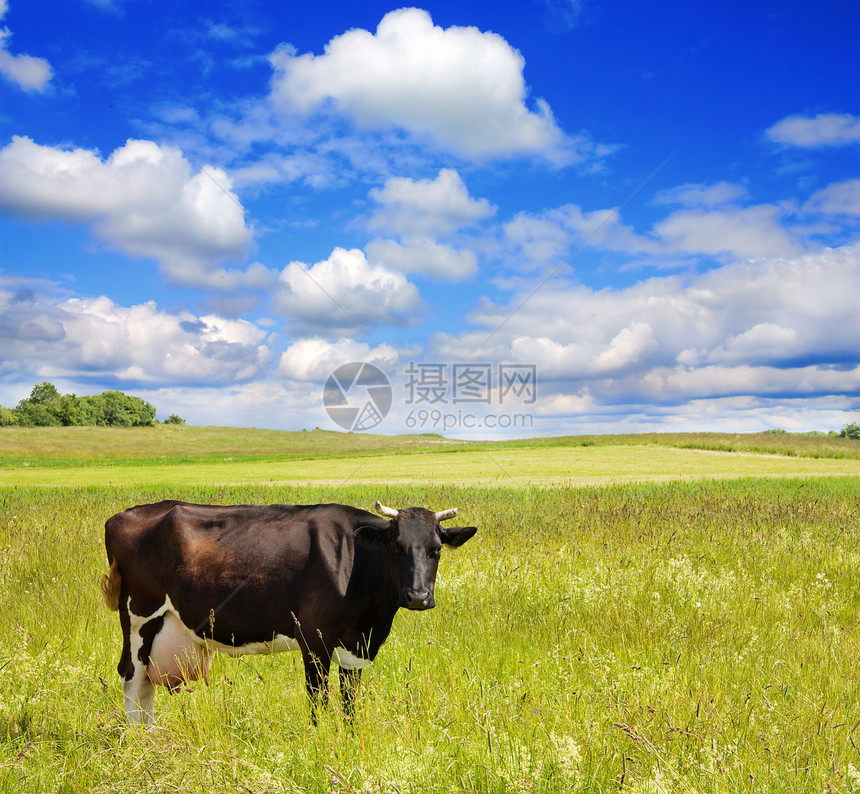 在草地上的牛爬坡自由土地乡村农业植物哺乳动物稻草场地动物图片