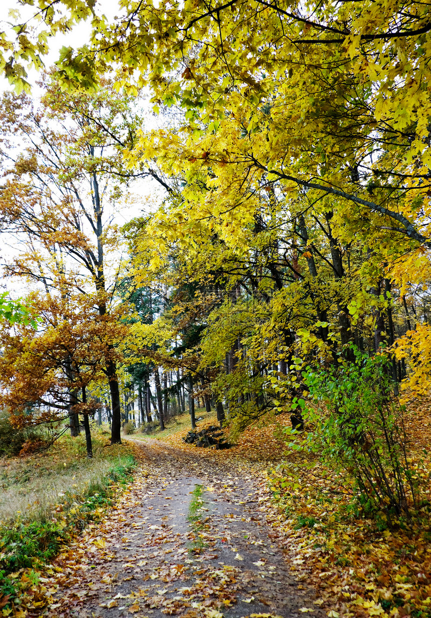 秋季公园太阳橙子人行道森林旅行国家树木季节金子木头图片