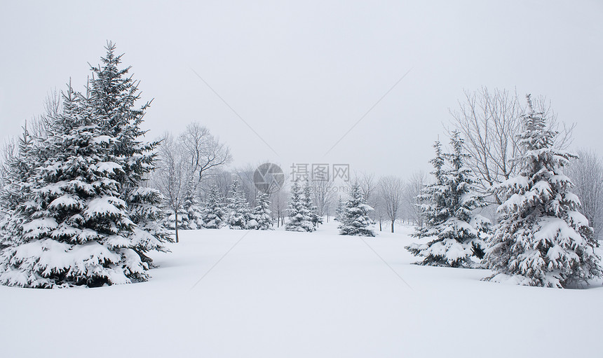 雪白纤维图片