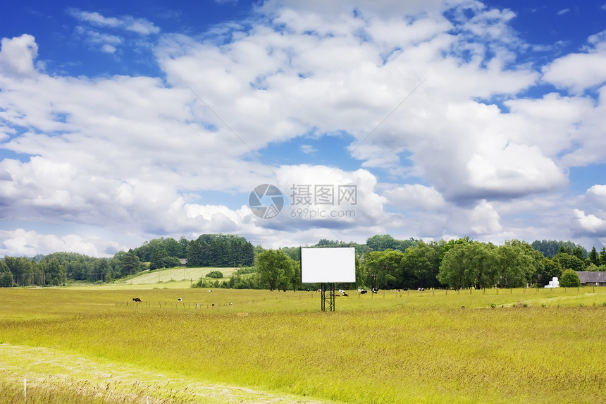 含有奶牛和空白广告牌的农村景观图片