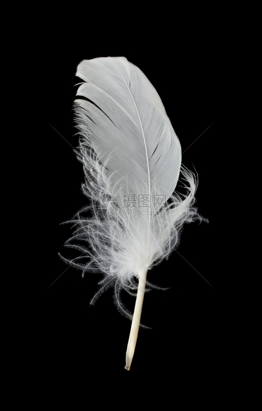 黑色背景上的白羽毛宏观柔软度翅膀白色图片
