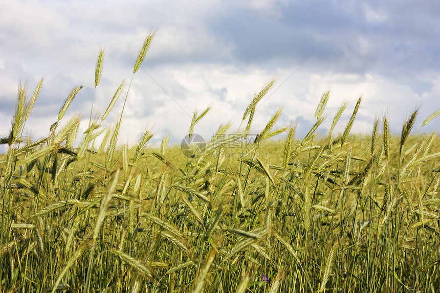 小麦地蓝色农场面包粮食谷物土地天空植物季节农业图片