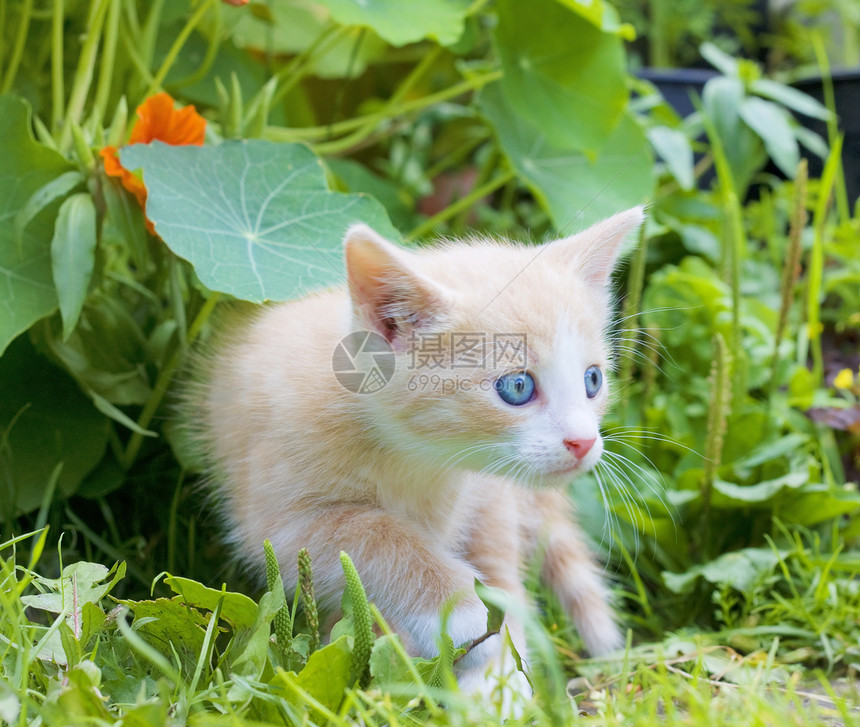 草地上的小猫咪姿势动物太阳叶子过敏哺乳动物场地食肉毛皮花园图片