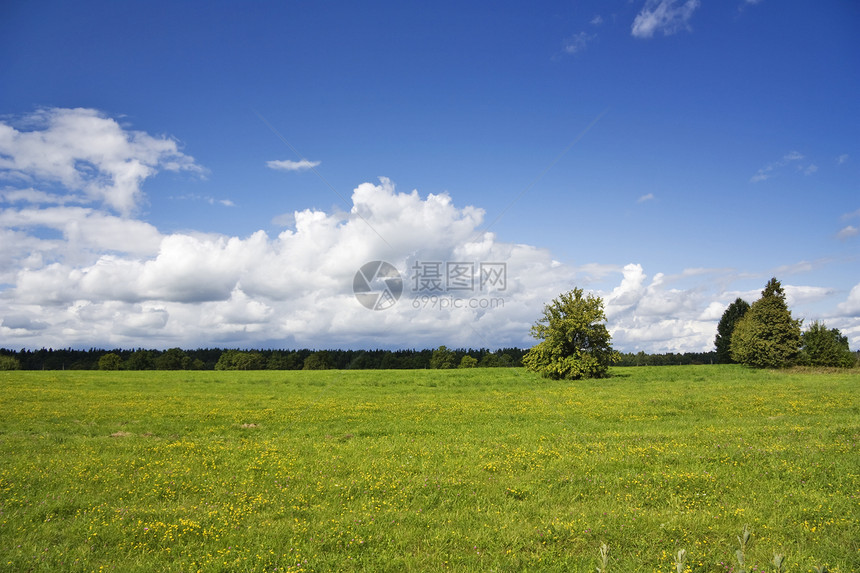 夏季风景蓝色场地天空叶子太阳场景小麦土地农业孤独图片