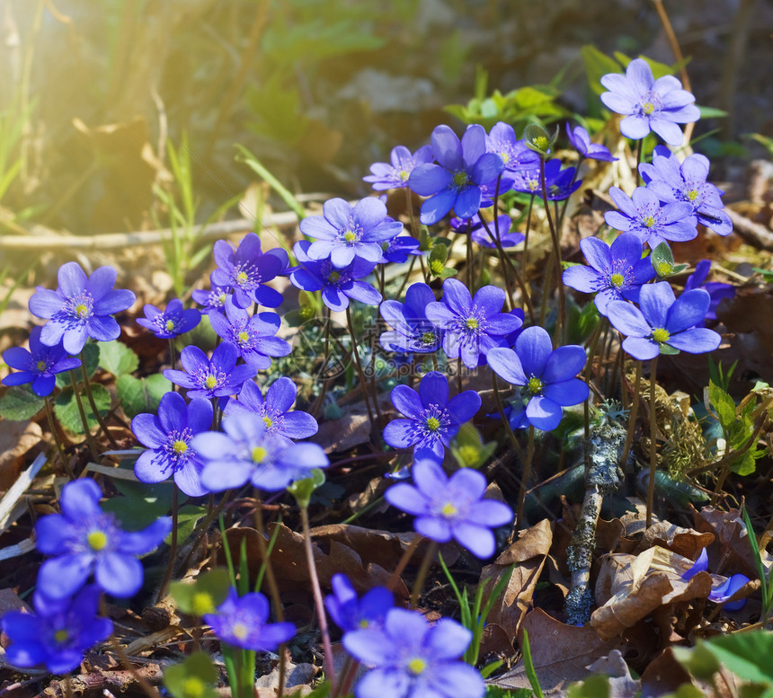 春春初蓝花草地绿色生长紫色活力植物香水蓝色棕色团体图片