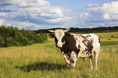红牛在草地上地区红色男性斗争高地农场家畜牛肉干草棕色背景图片