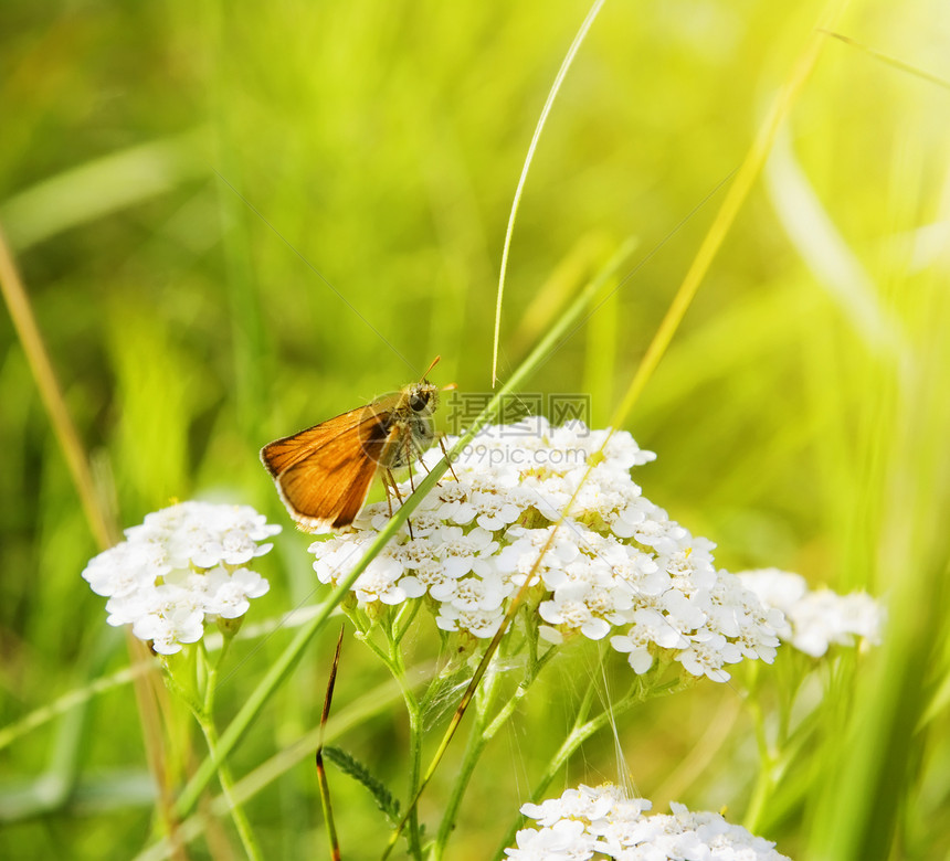 蝴蝶在花朵上花粉翅膀脆弱性阳光君主太阳昆虫野花宏观草地图片