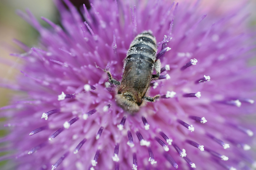 授粉花粉宏观野蜂昆虫蜡工蜡师养蜂业图片