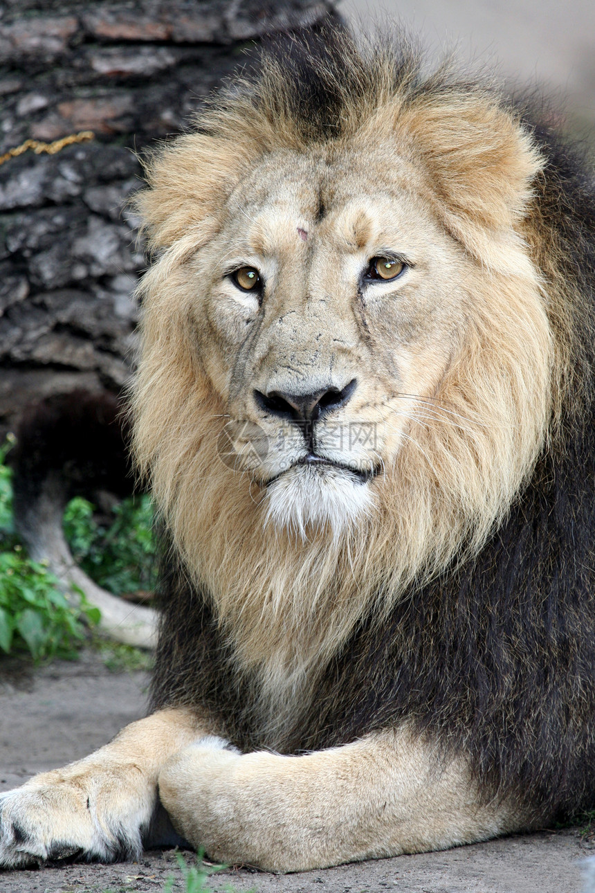 美丽的高贵的狮子鬃毛游戏野生动物捕食者毛皮动物掠夺性生物危险贵族图片