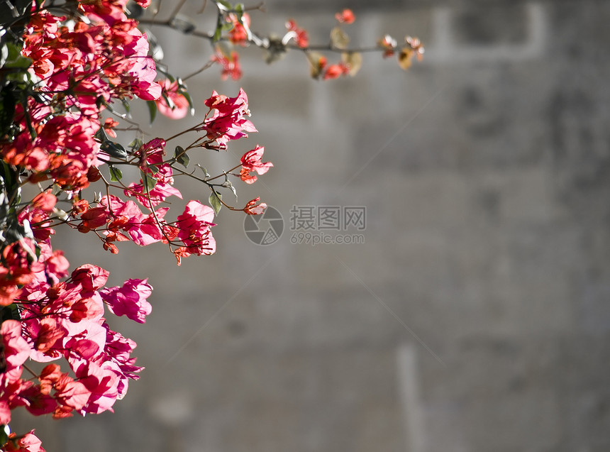 布加维亚花园园艺叶子植物登山者气候绿色环境植物群绿色植物图片