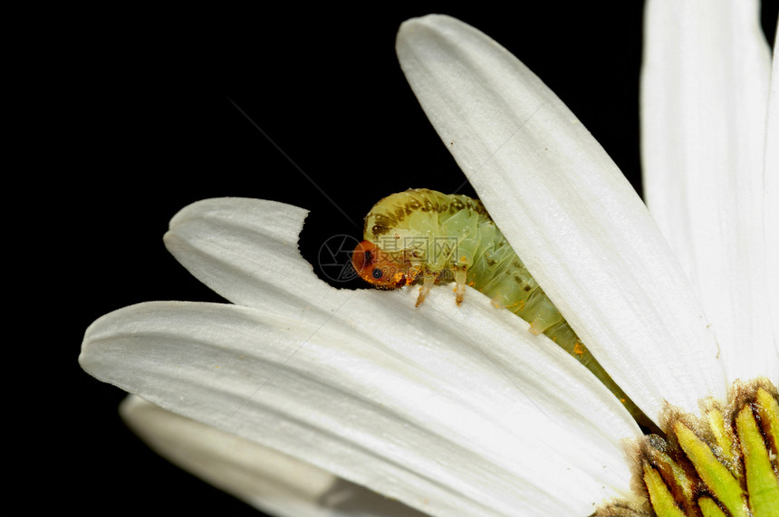 叶子边吃草黄色昆虫植物雏菊毛虫驱虫害虫宏观花瓣妈妈图片
