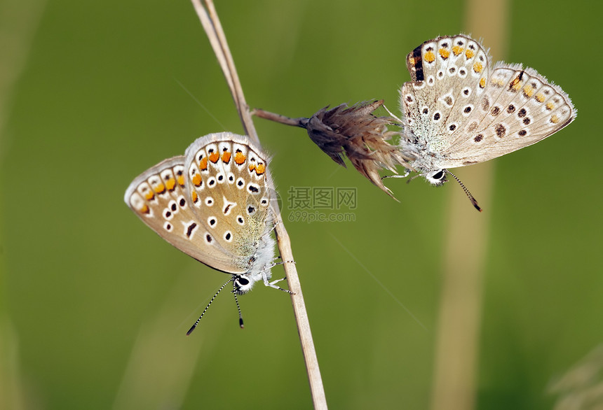 草地上的蝴蝶棕色宏观翅膀触角动物害虫色狼图片