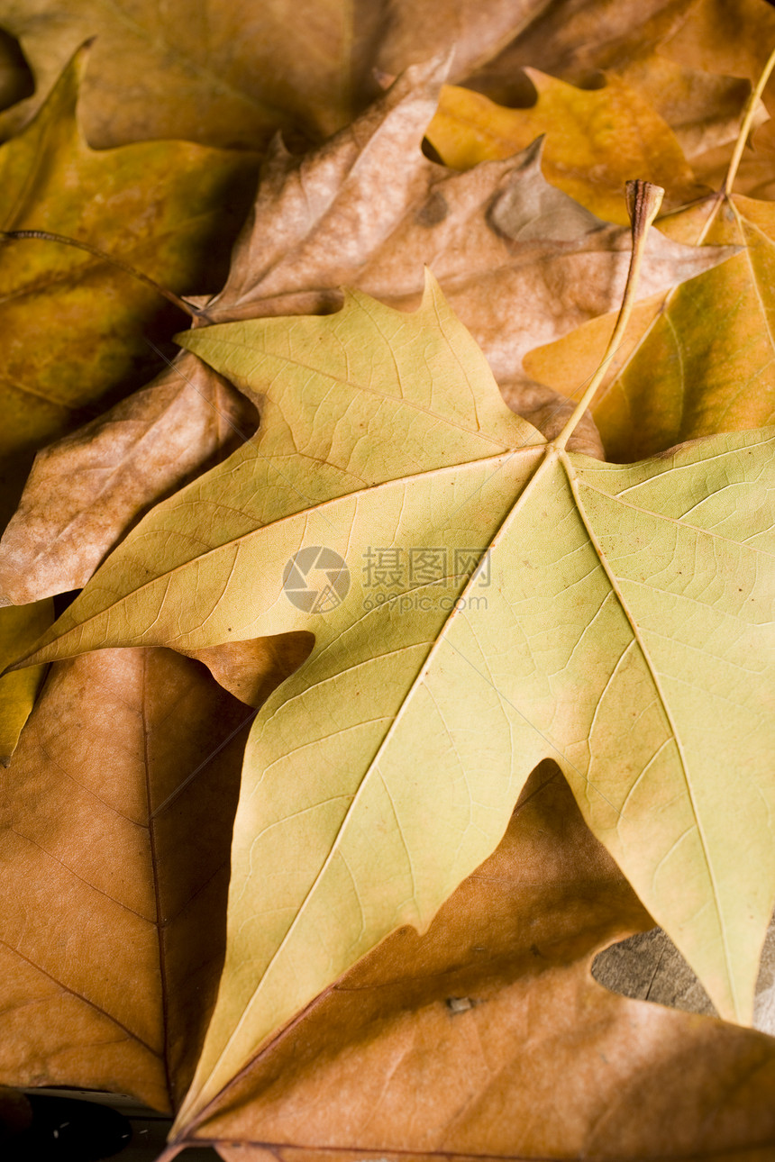 秋天装饰设计环境叶子植物戏剧性森林图片