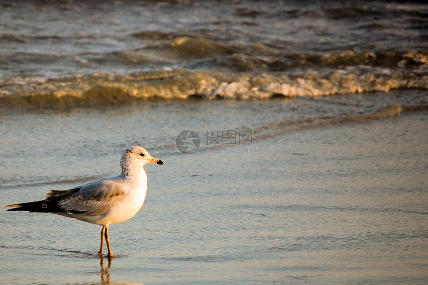 海滩上的鸟-背景样板图片