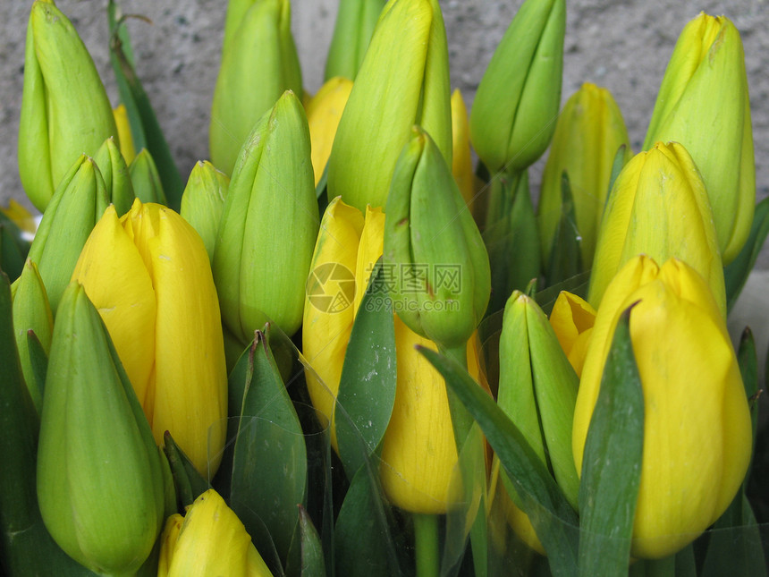 黄色郁金香花束环境植物绿色生长植物群花瓣花园母亲水平图片