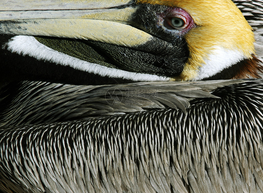 佩利卡动物眼睛热带脖子王国海鸟鸟类动物群翅膀野生动物图片