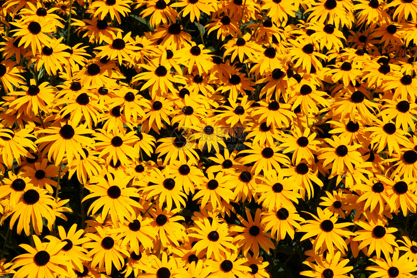 黄花植物学黄色植物图片